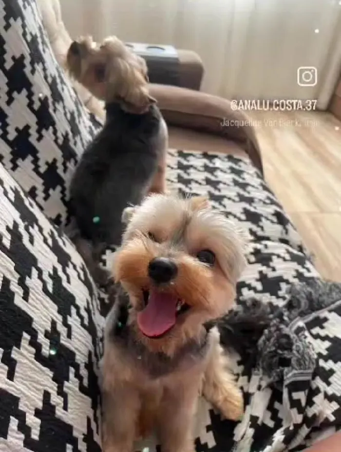 Cachorro ra a Shitzu idade 2 anos nome Theo e Lucky 