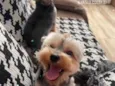 Theo e Lucky 