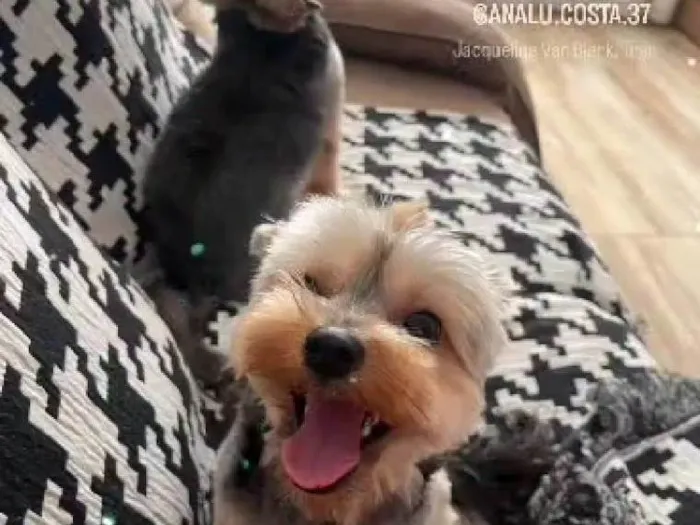 Cachorro ra a Shitzu idade 2 anos nome Theo e Lucky 