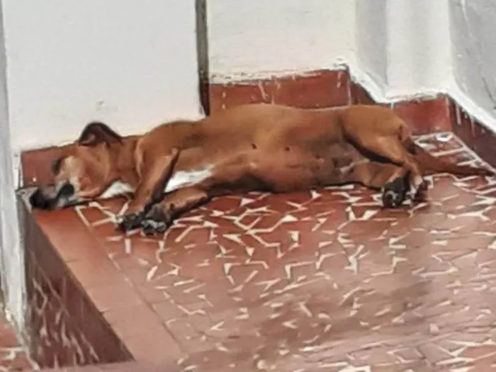 Cachorro ra a SRD idade 6 ou mais anos nome Madona