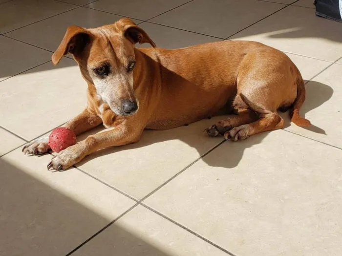 Cachorro ra a SRD idade 6 ou mais anos nome Madona