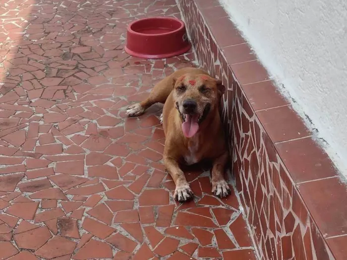 Cachorro ra a SRD idade 6 ou mais anos nome Madona