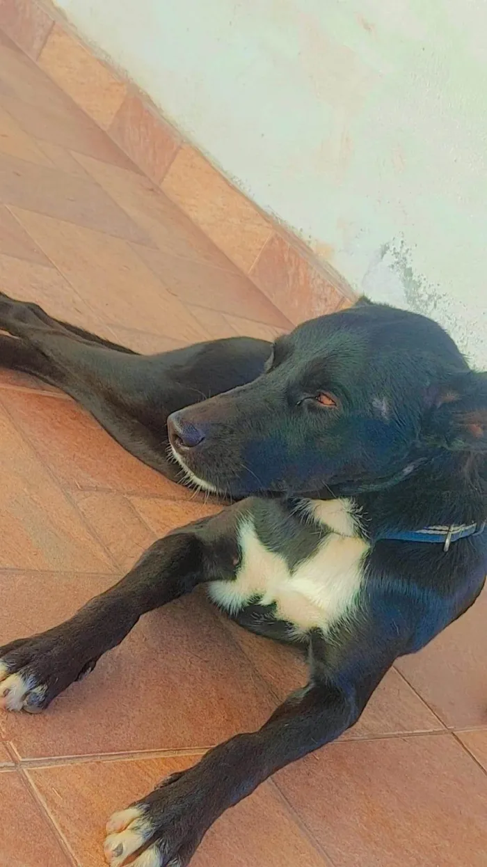 Cachorro ra a Srd idade 2 anos nome THOR