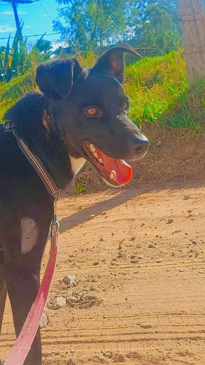 Cachorro ra a Srd idade 2 anos nome THOR