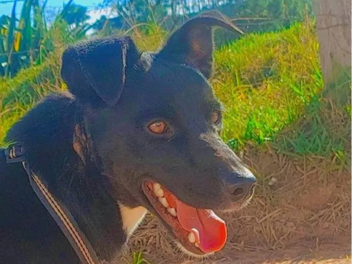 Cachorro ra a Srd idade 2 anos nome THOR