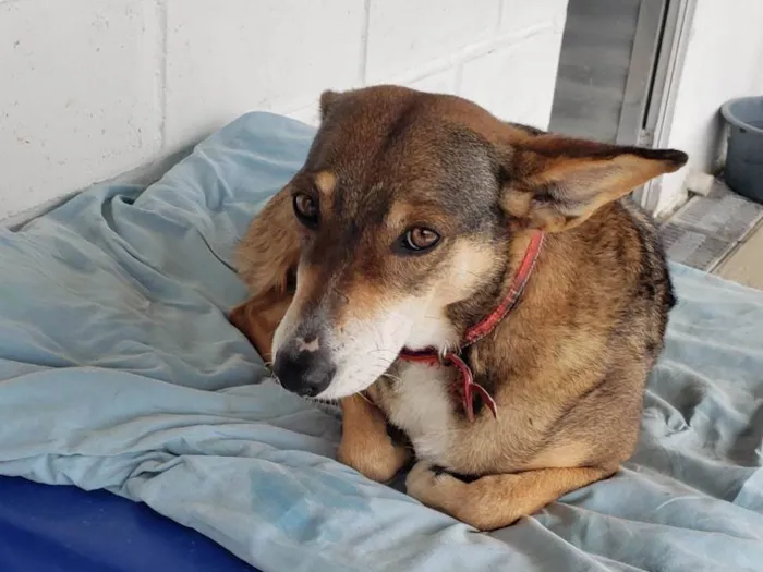 Cachorro ra a Srd idade 4 anos nome LUNA