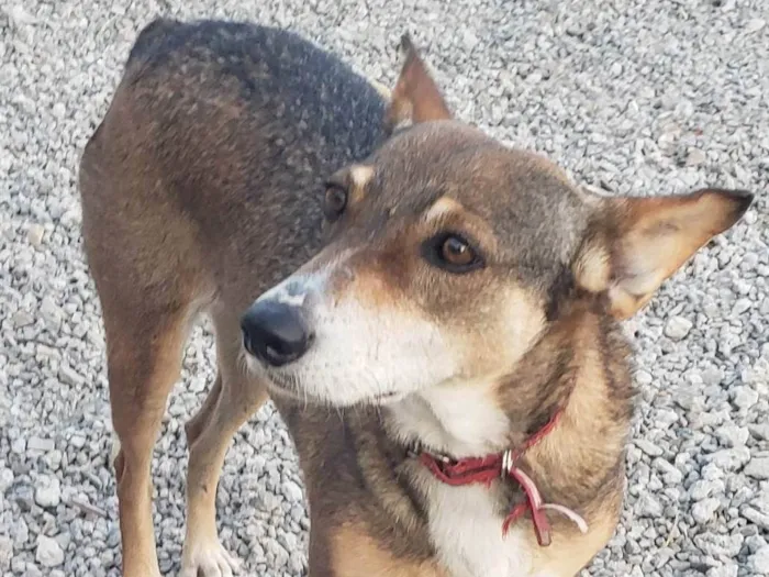 Cachorro ra a Srd idade 4 anos nome LUNA