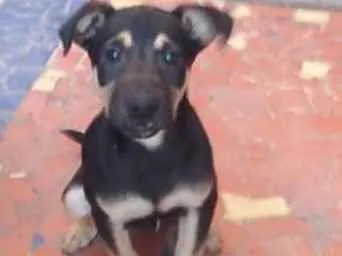 Cachorro ra a SRD idade 5 anos nome Zeca