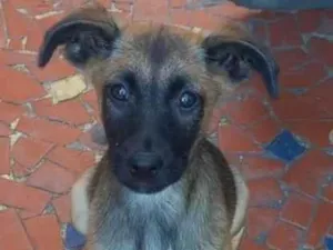 Cachorro raça SRD idade 2 a 6 meses nome Bento