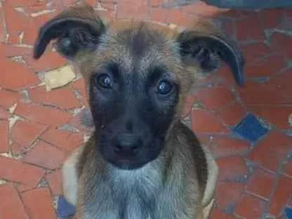 Cachorro ra a SRD idade 2 a 6 meses nome Bento