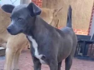 Cachorro raça SRD-ViraLata idade 2 a 6 meses nome Thor