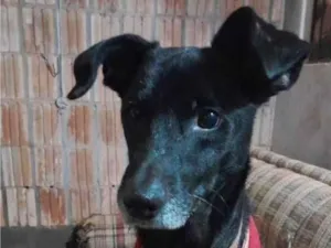 Cachorro raça SRD-ViraLata idade 6 ou mais anos nome OTELLO