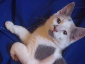 Gato raça Srd idade Abaixo de 2 meses nome Maya