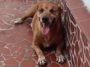 Cachorro raça SRD idade 6 ou mais anos nome Madona