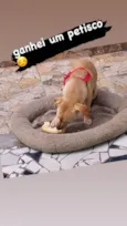 Carmela