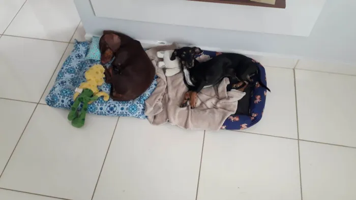 Cachorro ra a Salsicha  idade 2 anos nome Luke e Tita