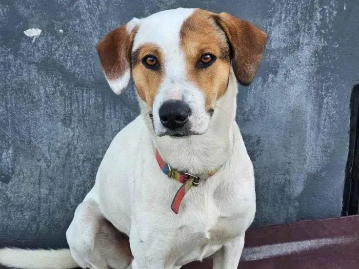 Cachorro ra a SRD-ViraLata idade 7 a 11 meses nome Câo Davi