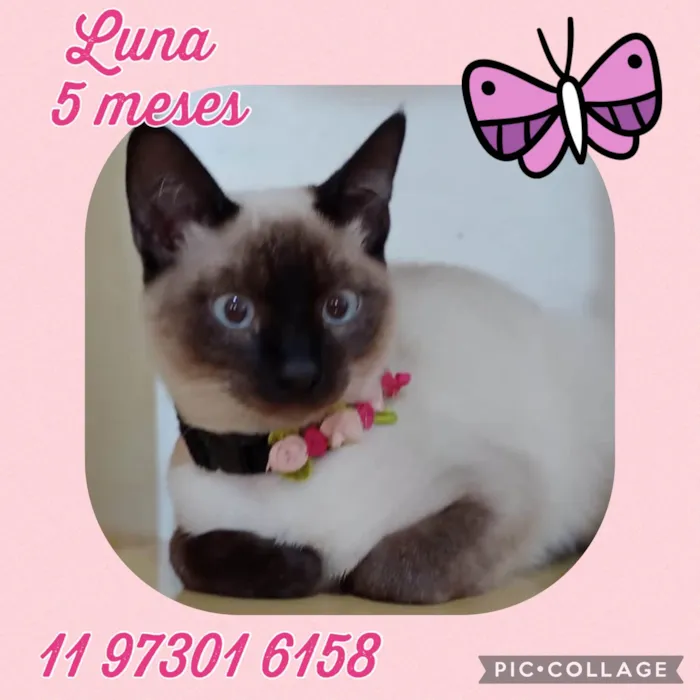 Gato raça Srd idade 2 a 6 meses nome Luna