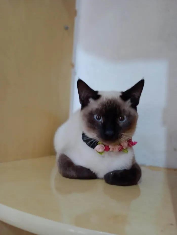 Gato raça Srd idade 2 a 6 meses nome Luna