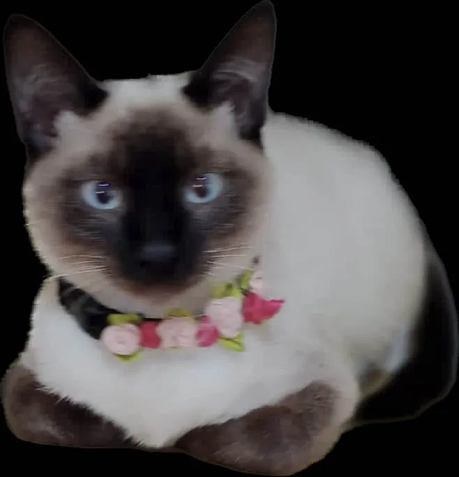 Gato raça Srd idade 2 a 6 meses nome Luna