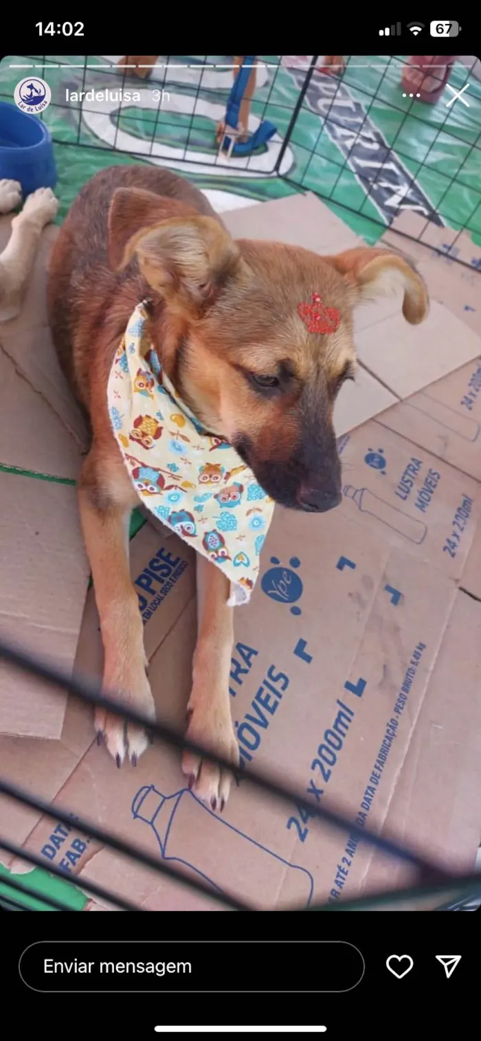 Cachorro ra a SRD-ViraLata idade 7 a 11 meses nome Celina