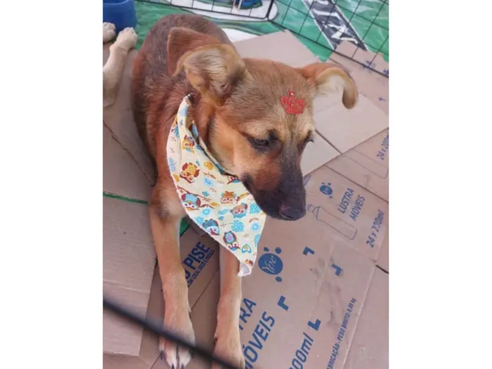 Cachorro ra a SRD-ViraLata idade 7 a 11 meses nome Celina