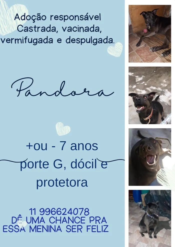 Cachorro ra a SRD-ViraLata idade 6 ou mais anos nome Pandora