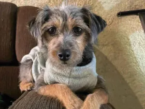 Cachorro raça SRD idade 1 ano nome Tuca 