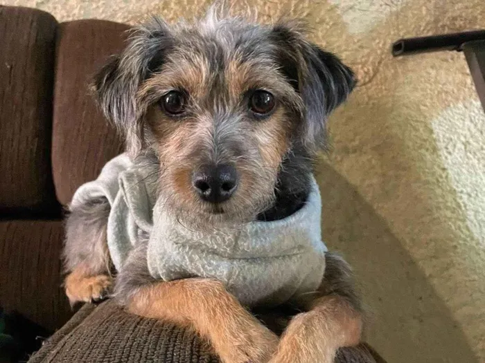 Cachorro ra a SRD idade 1 ano nome Tuca 