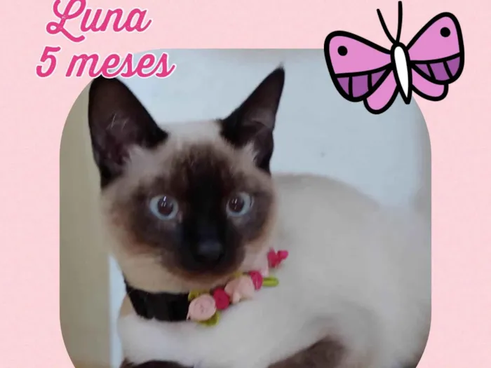 Gato raça Srd idade 2 a 6 meses nome Luna