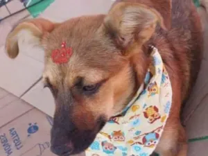 Cachorro raça SRD-ViraLata idade 7 a 11 meses nome Celina