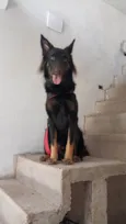 Apollo