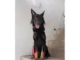 Apollo
