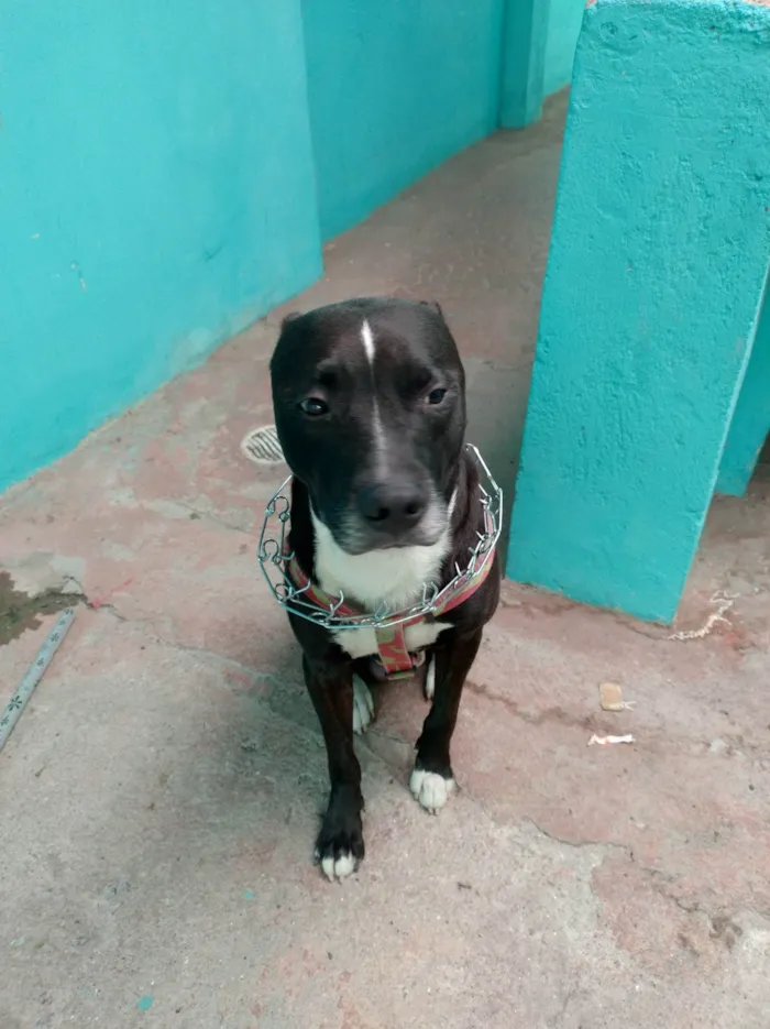 Cachorro ra a Pit-Bull idade 1 ano nome Sem nome 