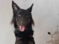 Apollo
