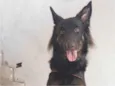 Apollo