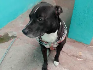 Cachorro raça Pit-Bull idade 1 ano nome Sem nome 