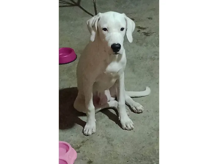 Cachorro ra a SRD  idade 7 a 11 meses nome Apollo