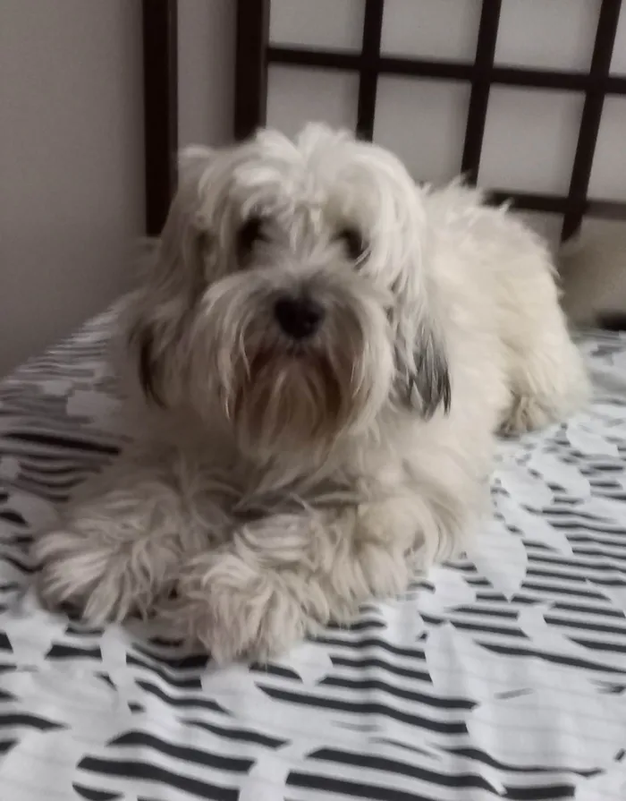 Cachorro ra a ND idade 2 anos nome Shangai 