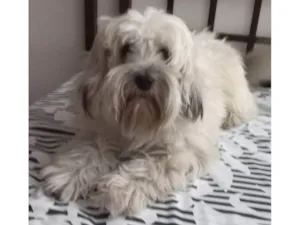 Cachorro raça ND idade 2 anos nome Shangai 