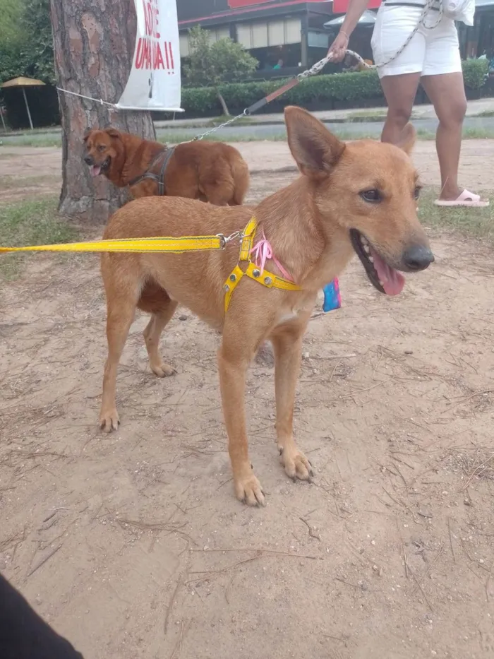 Cachorro ra a SRD-ViraLata idade 2 anos nome Benjamin 