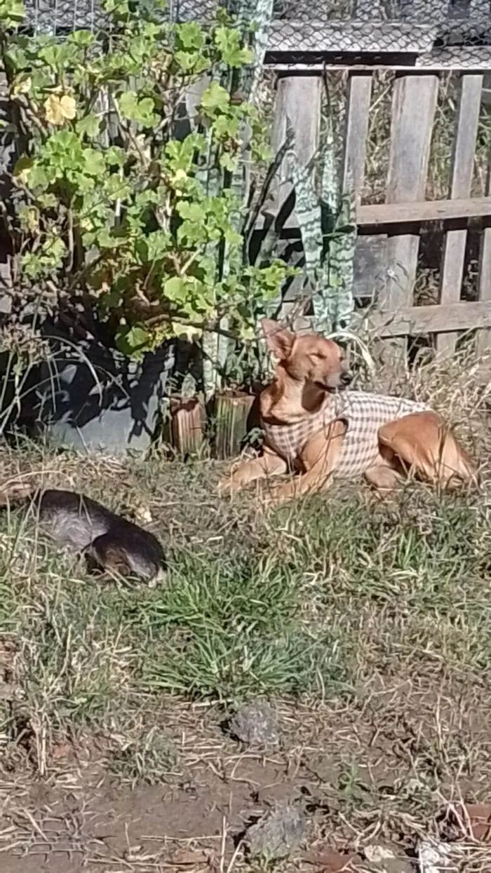 Cachorro ra a SRD-ViraLata idade 2 anos nome Benjamin 