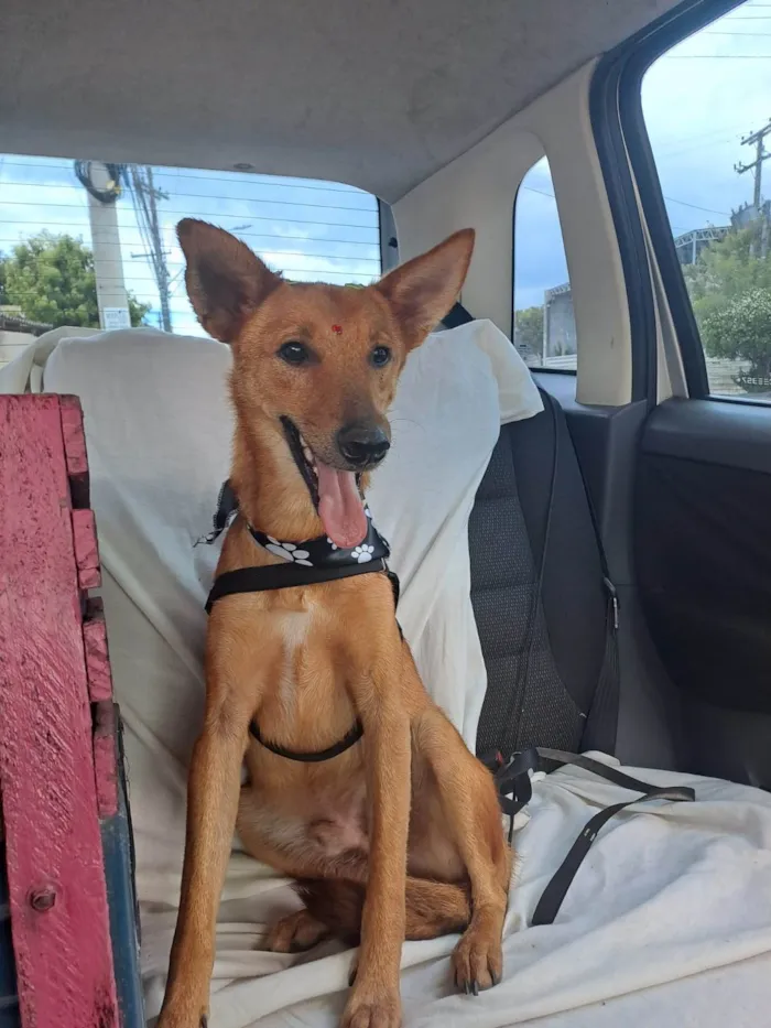 Cachorro ra a SRD-ViraLata idade 2 anos nome Benjamin 