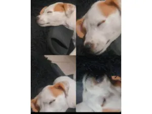 Cachorro raça SRD-ViraLata idade 2 a 6 meses nome Toby 