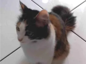 Gato raça SRD-ViraLata idade 7 a 11 meses nome JÚLIA