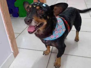 Cachorro raça SRD-ViraLata idade 6 ou mais anos nome Aurora 