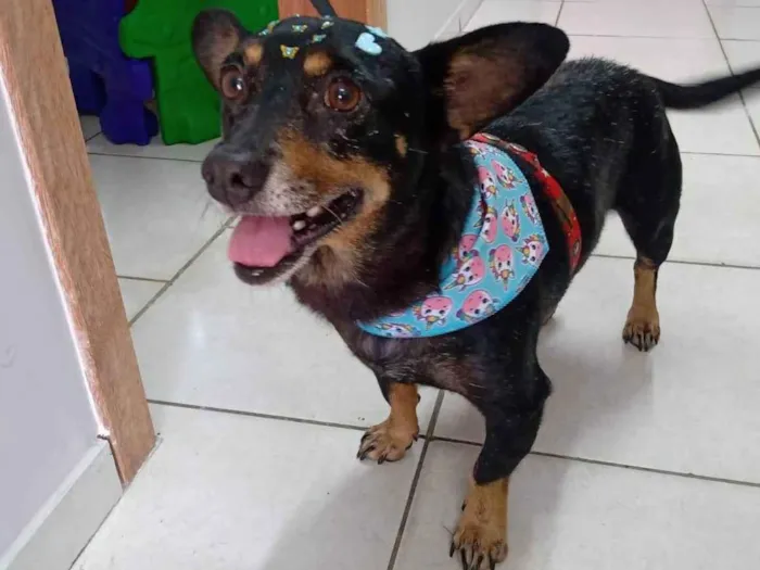 Cachorro ra a SRD-ViraLata idade 6 ou mais anos nome Aurora 