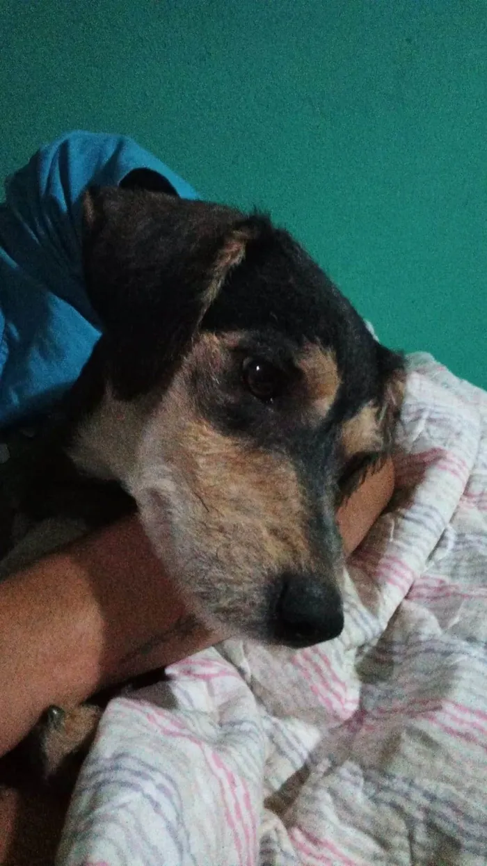 Cachorro ra a SRD-ViraLata idade 3 anos nome Frida 