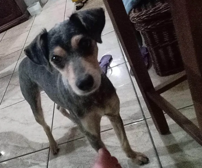 Cachorro ra a SRD-ViraLata idade 3 anos nome Frida 