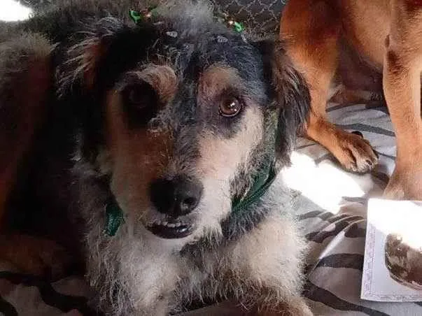 Cachorro ra a SRD-ViraLata idade 3 anos nome Frida 